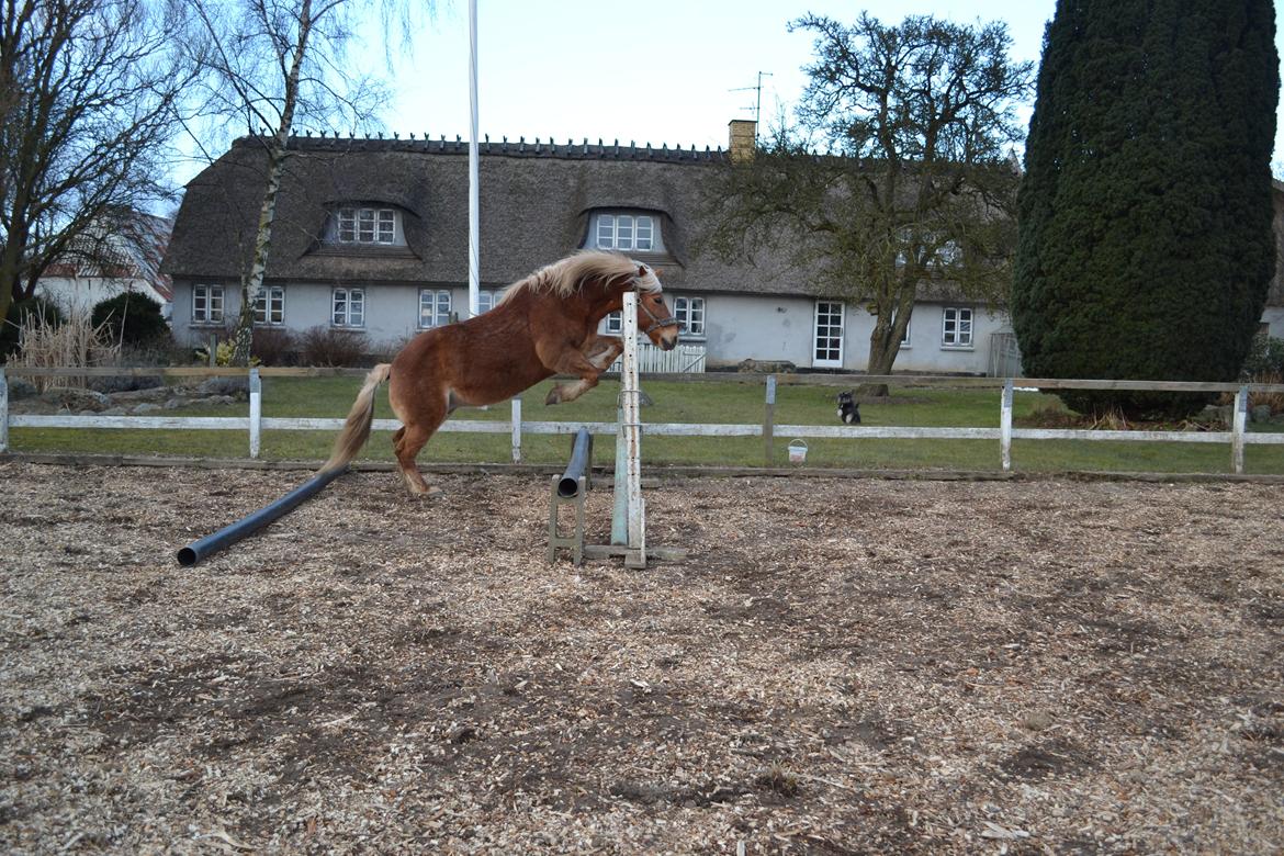 Haflinger Monday Vanja R.I.P - Vanja løsspringer <3 billede 4