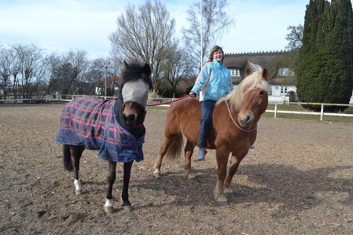 Haflinger Monday Vanja R.I.P - Monday Vanja og Mankehøjs Ikzi i cordeo <3 billede 5