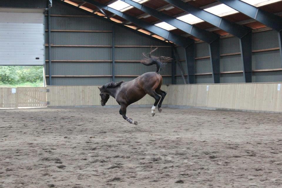 Dansk Varmblod Tony billede 5