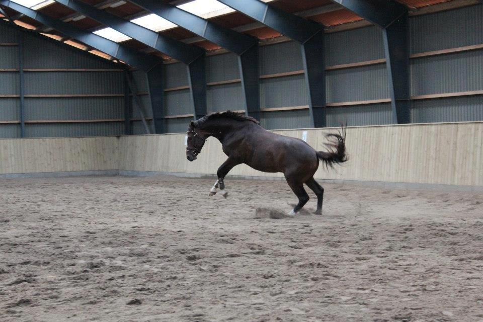 Dansk Varmblod Tony billede 6