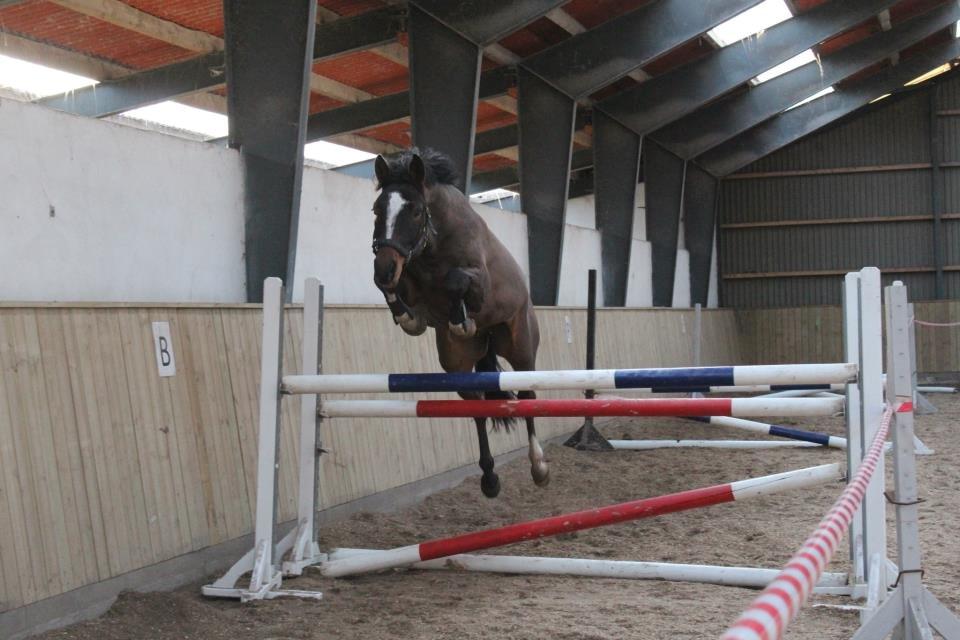 Dansk Varmblod Tony billede 7