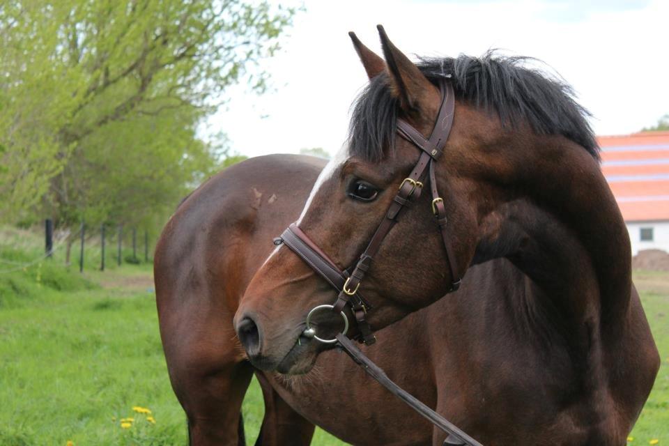 Dansk Varmblod Tony billede 8