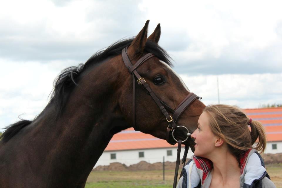 Dansk Varmblod Tony billede 9