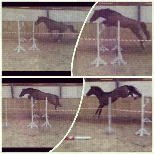 Dansk Varmblod Tony billede 10