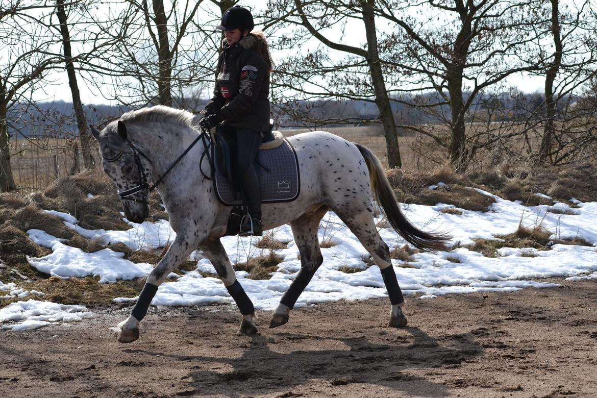 Knabstrupper Xander - "En dag tog jeg mig selv i at smile uden grund. Så indså jeg at det var fordi jeg tænkte på dig<3" billede 4
