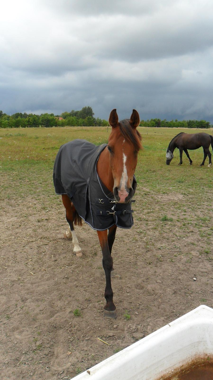 New Forest Miss Gucci billede 2