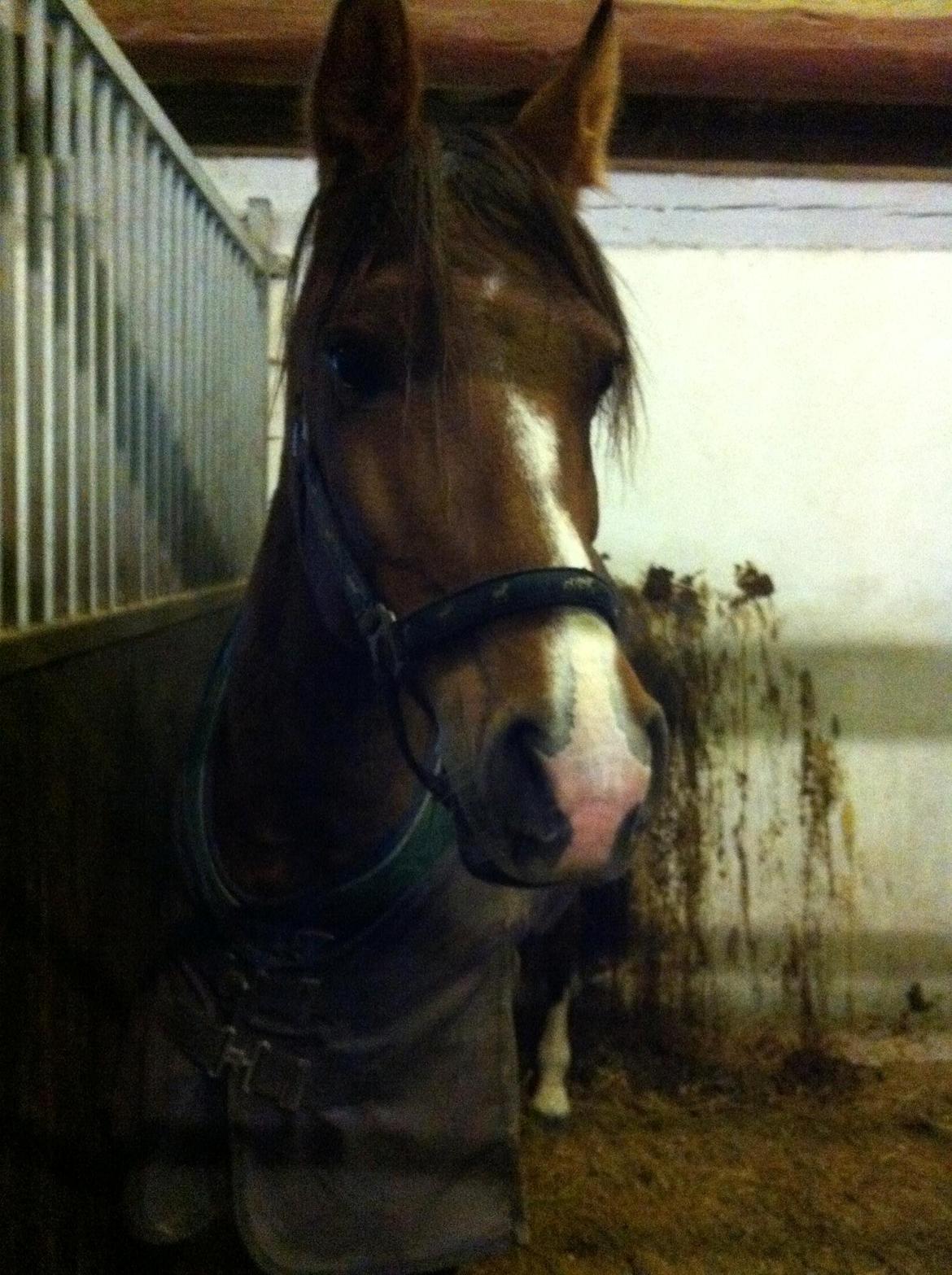 New Forest Miss Gucci billede 4