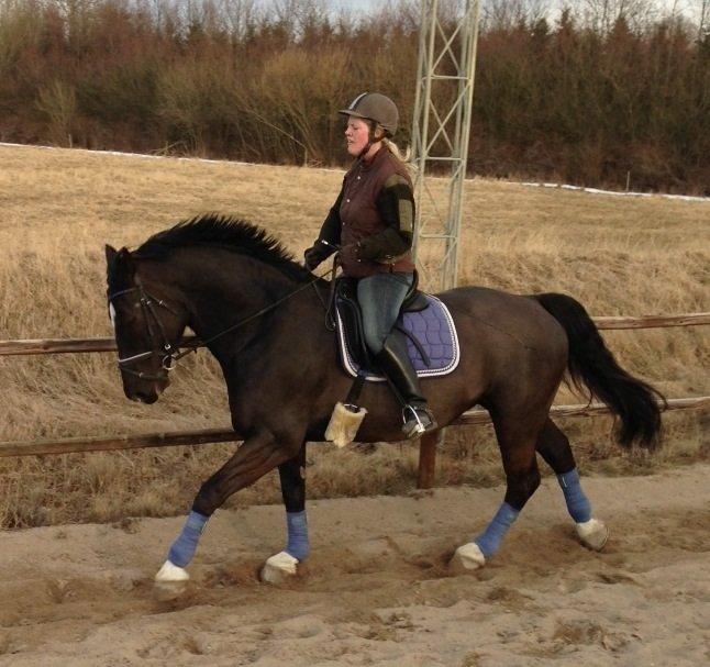 Schweres Warmblut Gero billede 19