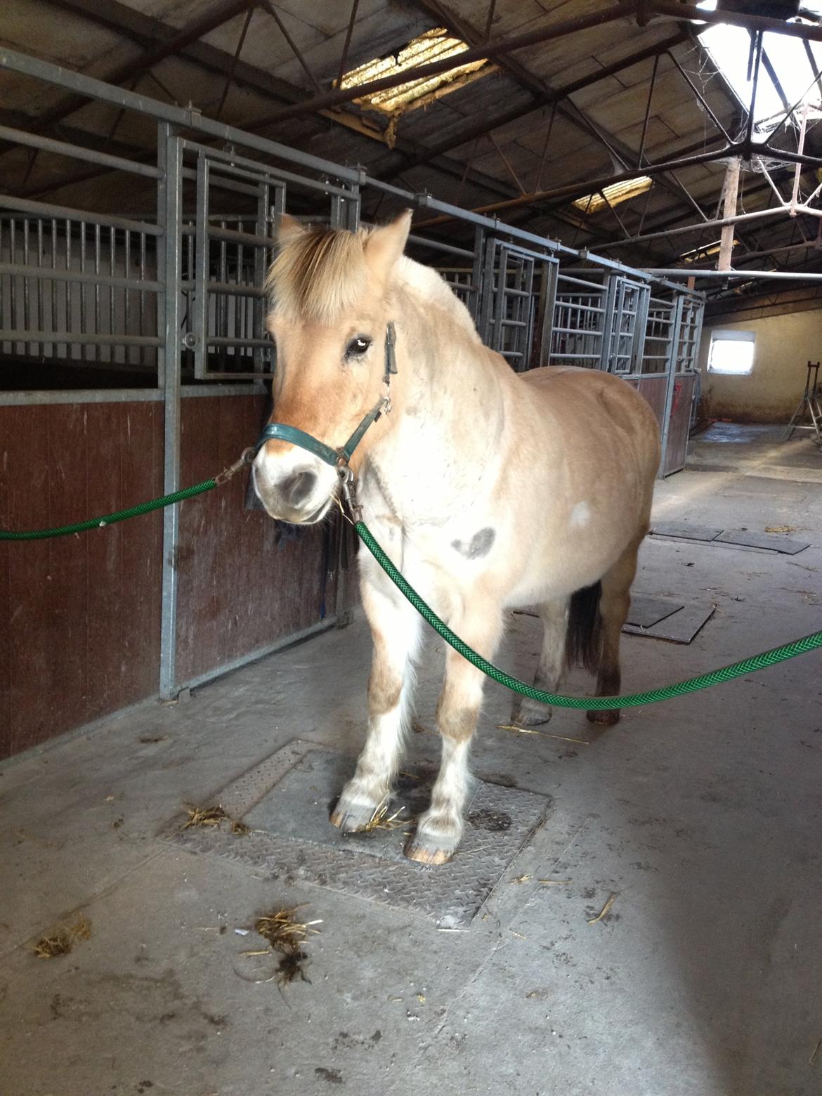 Fjordhest Ågerupgårds Amigo billede 15