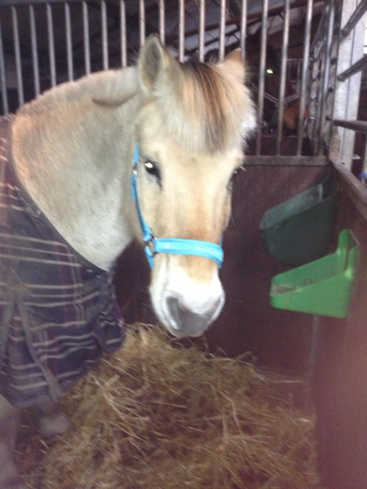 Fjordhest Ågerupgårds Amigo billede 16