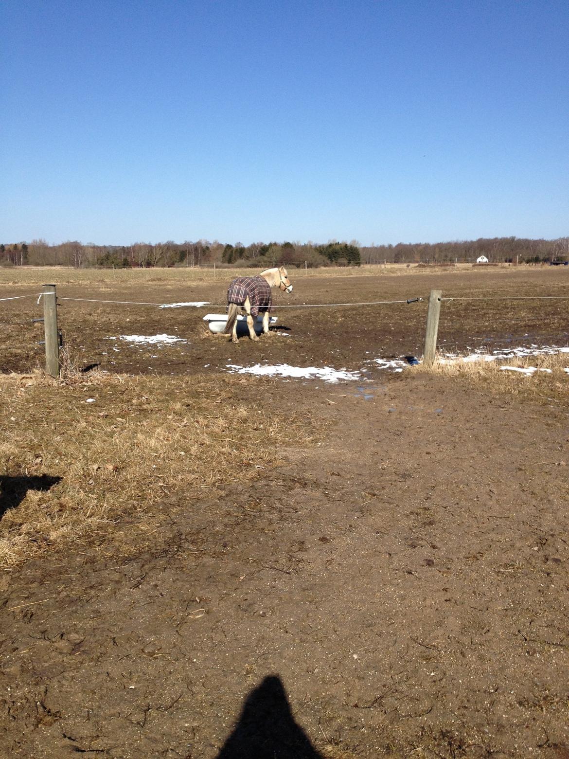 Fjordhest Ågerupgårds Amigo billede 17