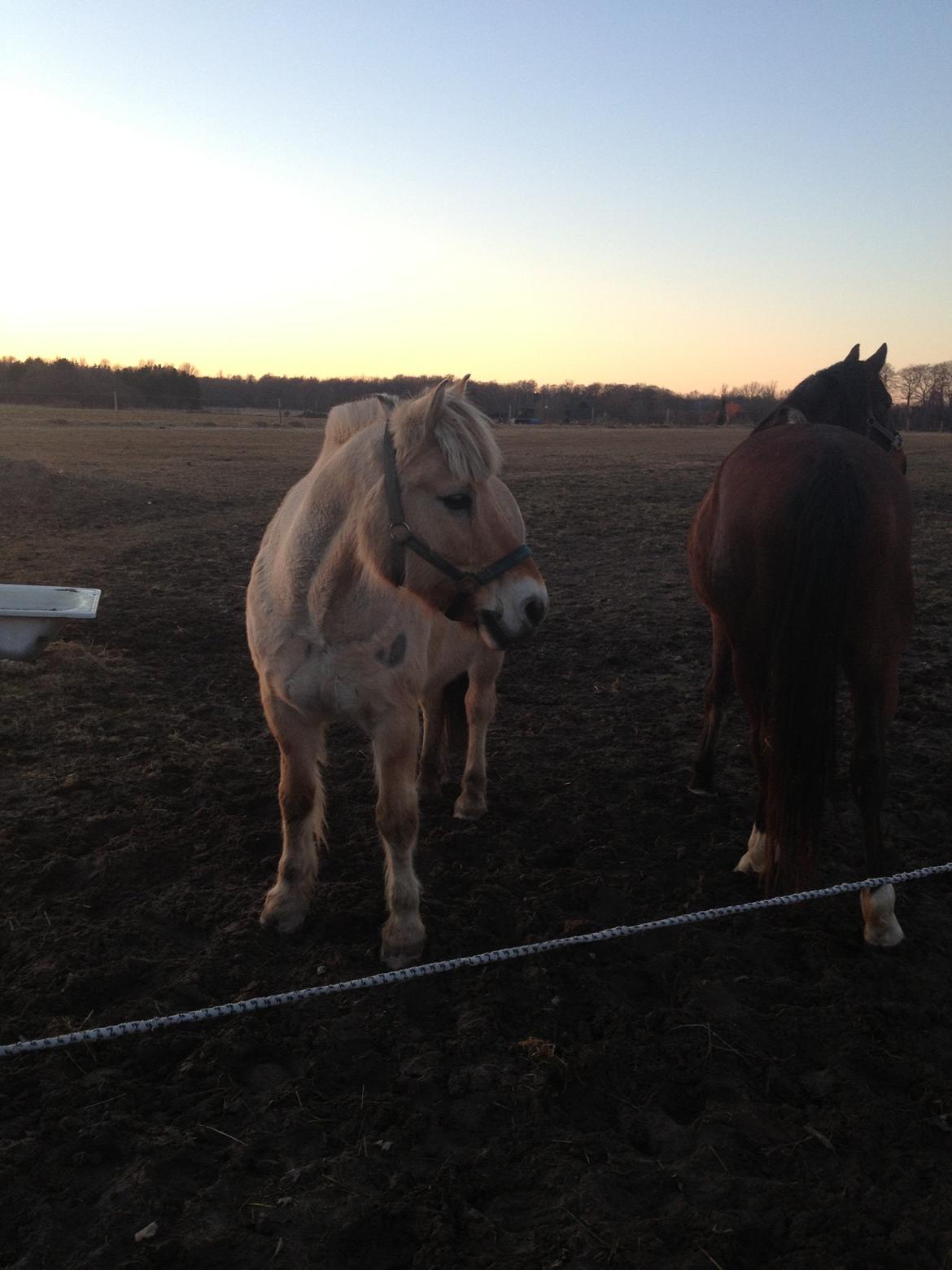 Fjordhest Ågerupgårds Amigo billede 18