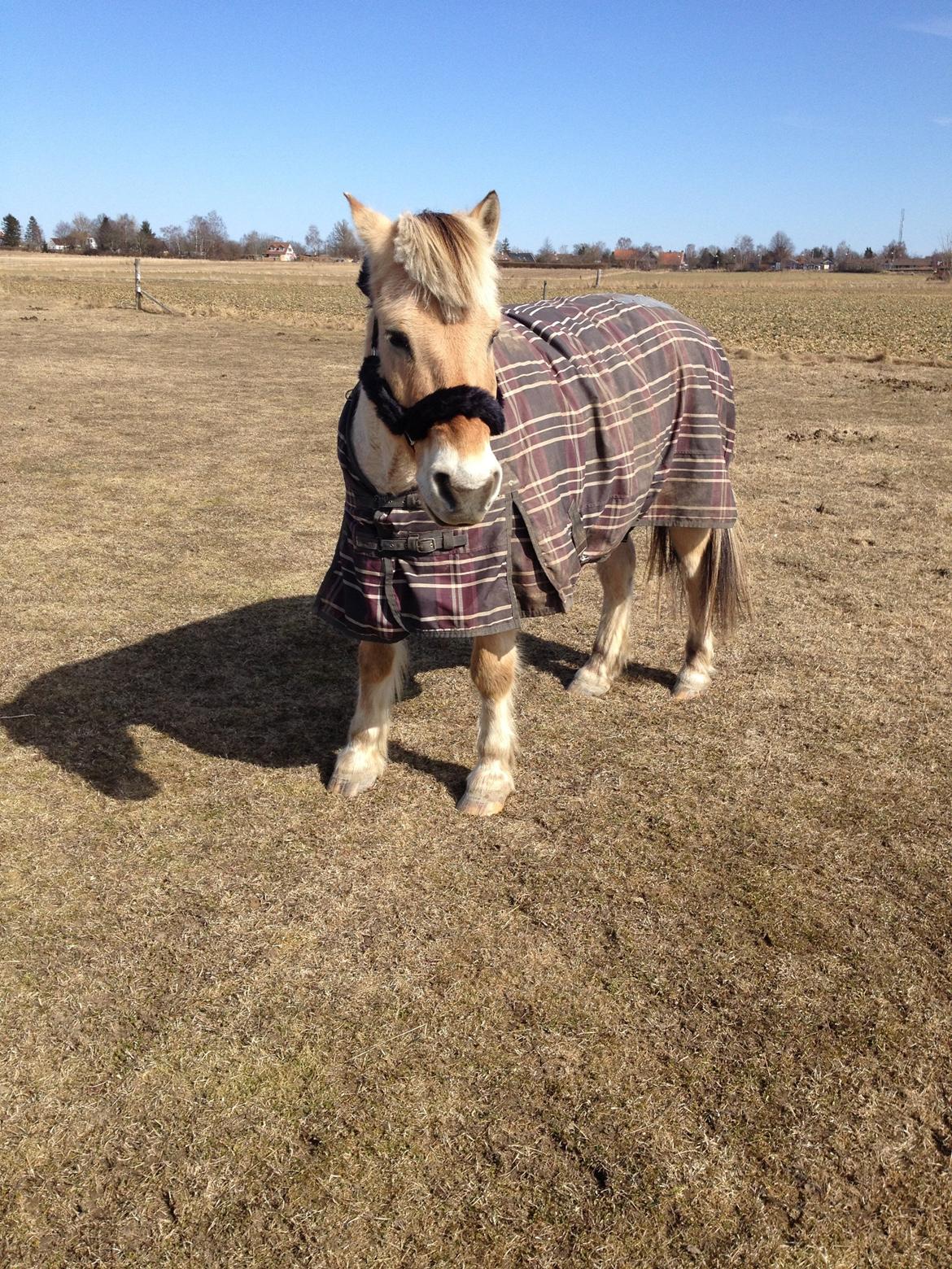 Fjordhest Ågerupgårds Amigo billede 19