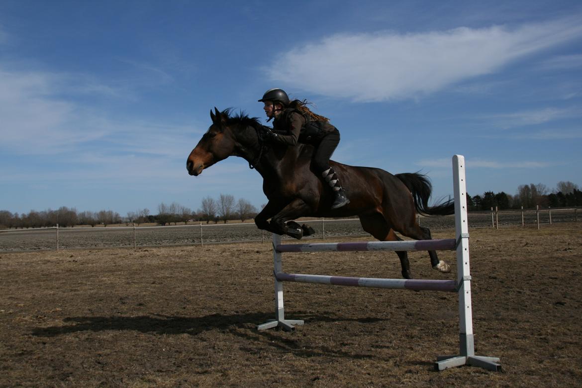 Welsh Partbred (Sec F) Lonestar - Nobody can go back and start a new beginning, but anyone can start today and make a new ending.... billede 6