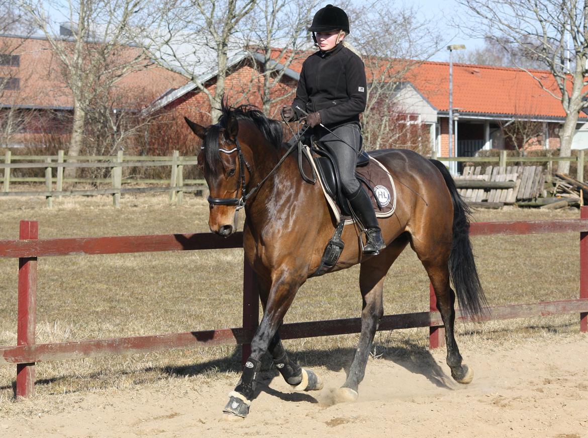 Hannoveraner Flower Girl - Trav øgning! billede 8