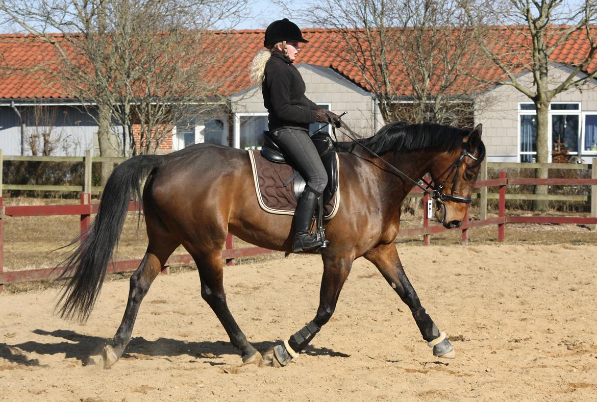 Hannoveraner Flower Girl - Ynglings billede <3 
Love it! billede 10