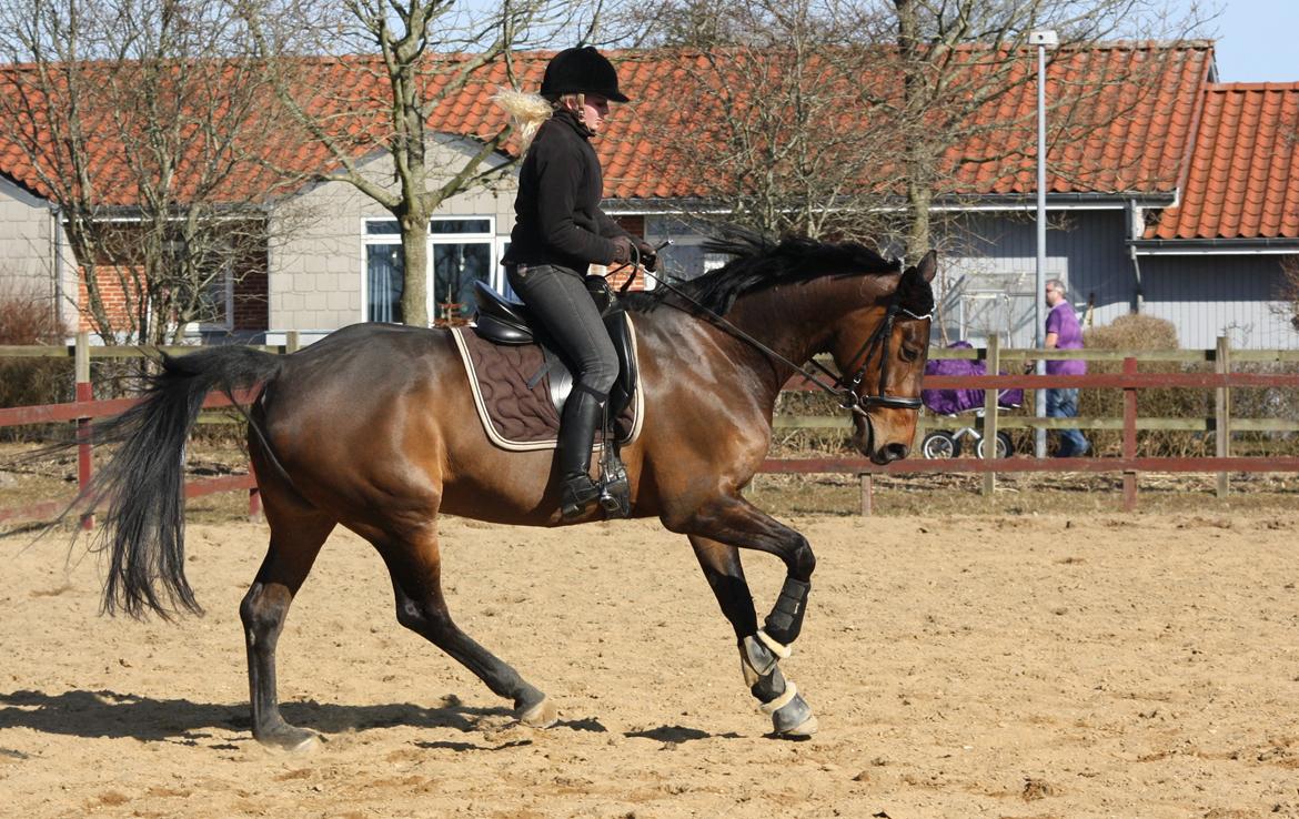 Hannoveraner Flower Girl - Letsæde i fuld gallop! billede 11