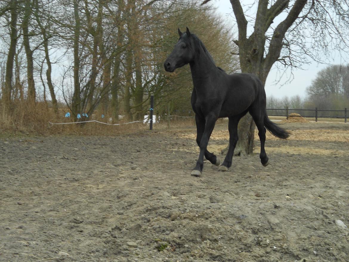 Frieser Jack Whiskey (Bassen <3) - Smukke dreng i smuk trav :o<3 billede 3