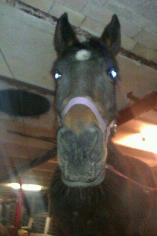 Traver Meranda Act billede 7