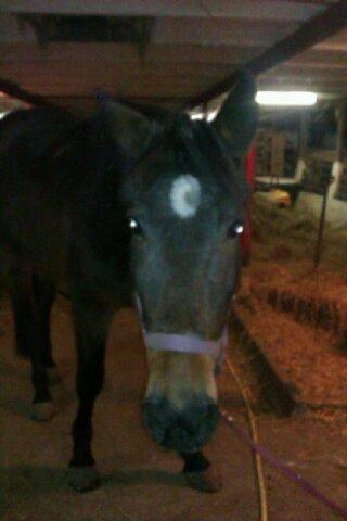 Traver Meranda Act billede 8