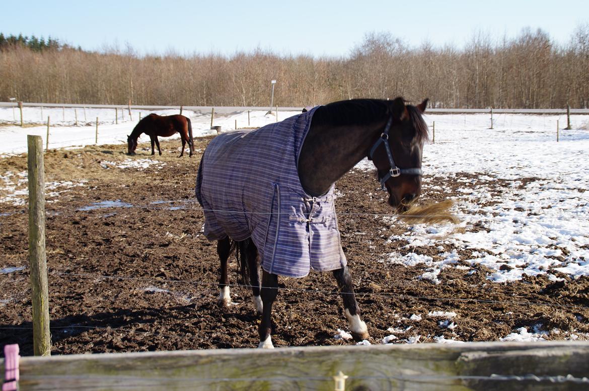 Dansk Varmblod Le Sach billede 13