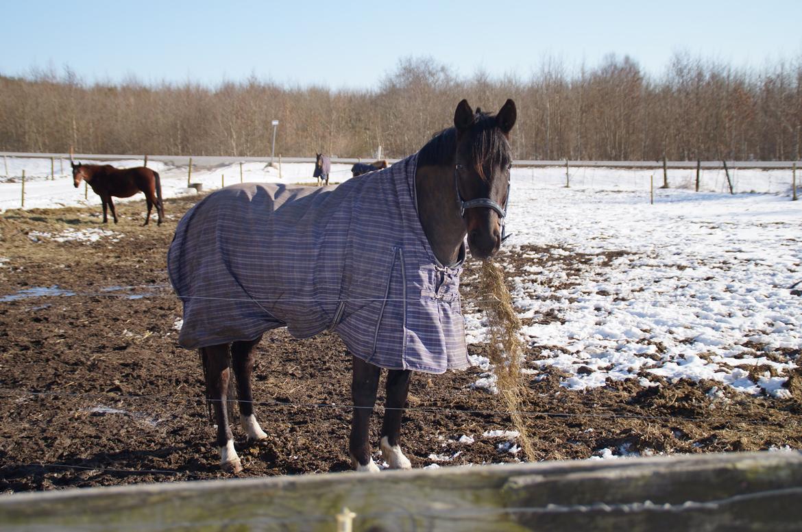 Dansk Varmblod Le Sach billede 14