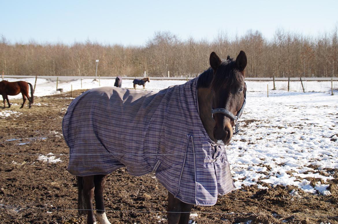 Dansk Varmblod Le Sach billede 15