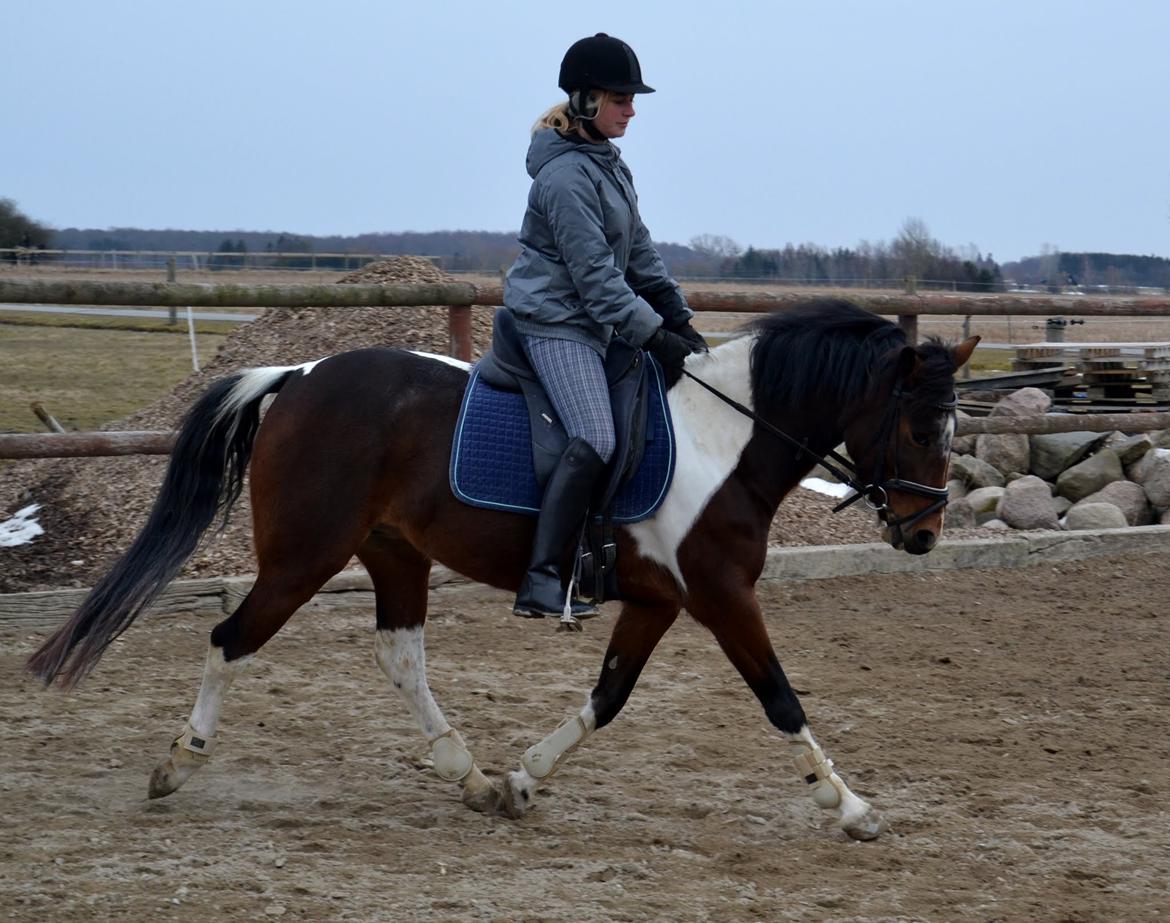 Anden særlig race Ameysing <3 - Velkommen til Amys profil!:)
Dressur undervisning. Foto: Caroline skands. billede 2