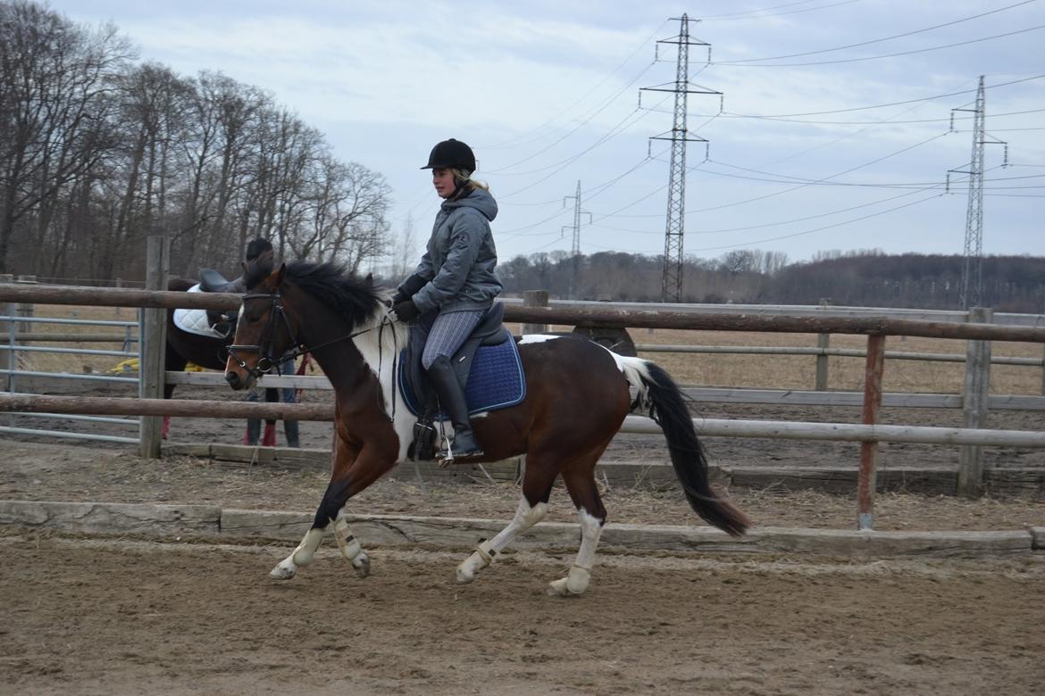 Anden særlig race Ameysing <3 - Galop. billede 6