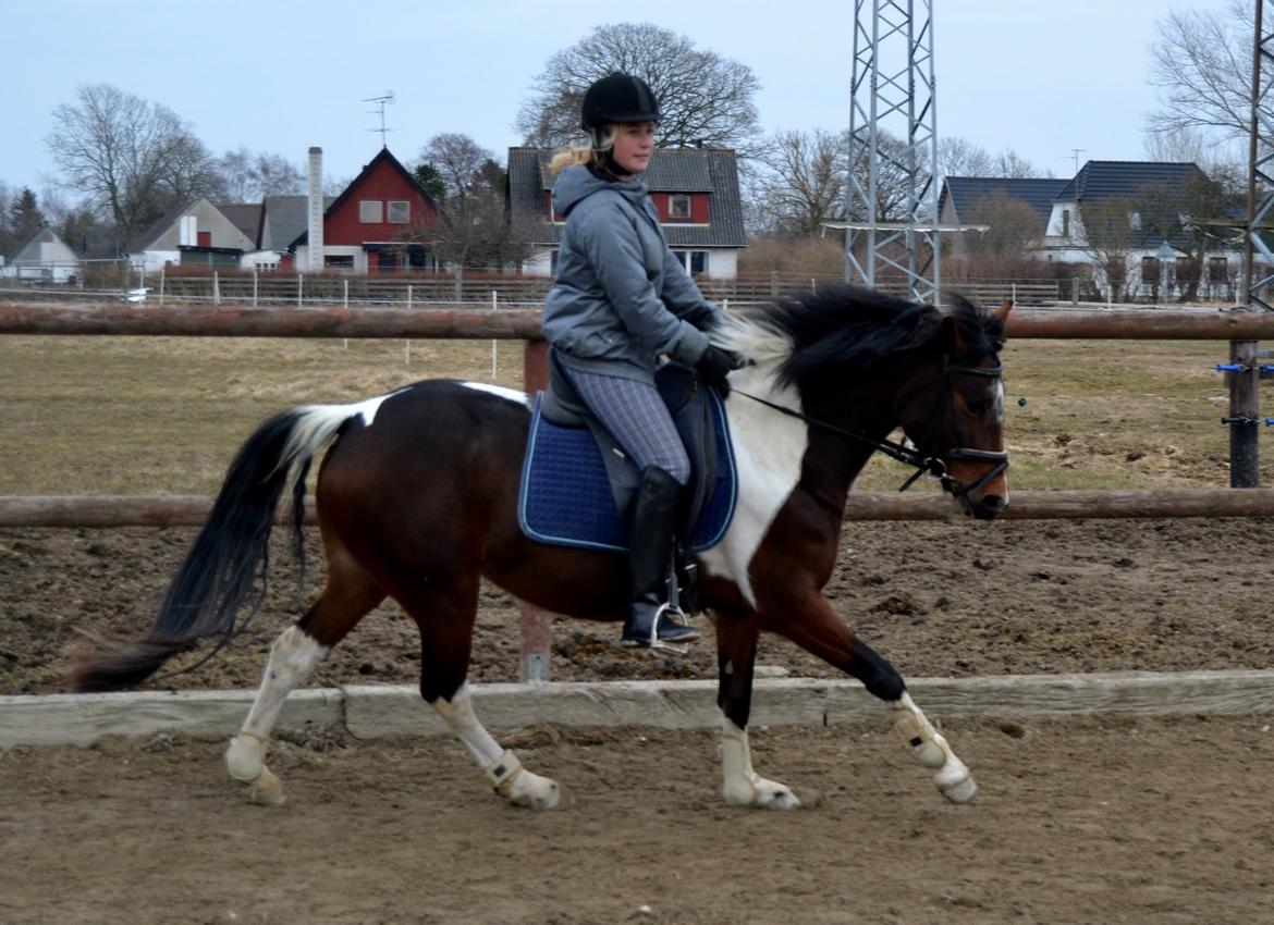 Anden særlig race Ameysing <3 - Galop. billede 7