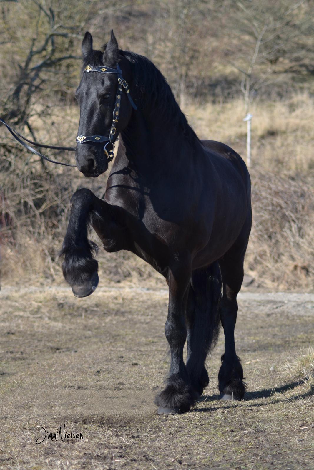 Frieser Joop Fan'e Sjongedyk "faust" billede 12