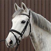 Hollandsk Sportspony V.P. Hestia billede 2