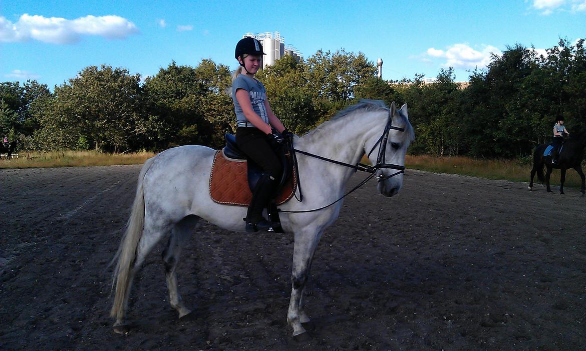 Hollandsk Sportspony V.P. Hestia - velkommen til V.P. Hestias side billede 1