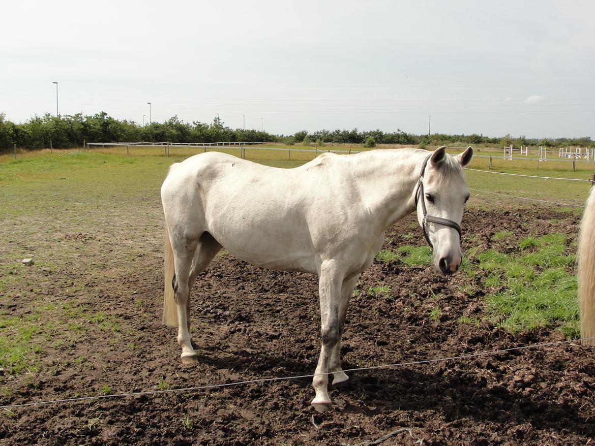 Hollandsk Sportspony V.P. Hestia - så skal man ind fra fold:) billede 12