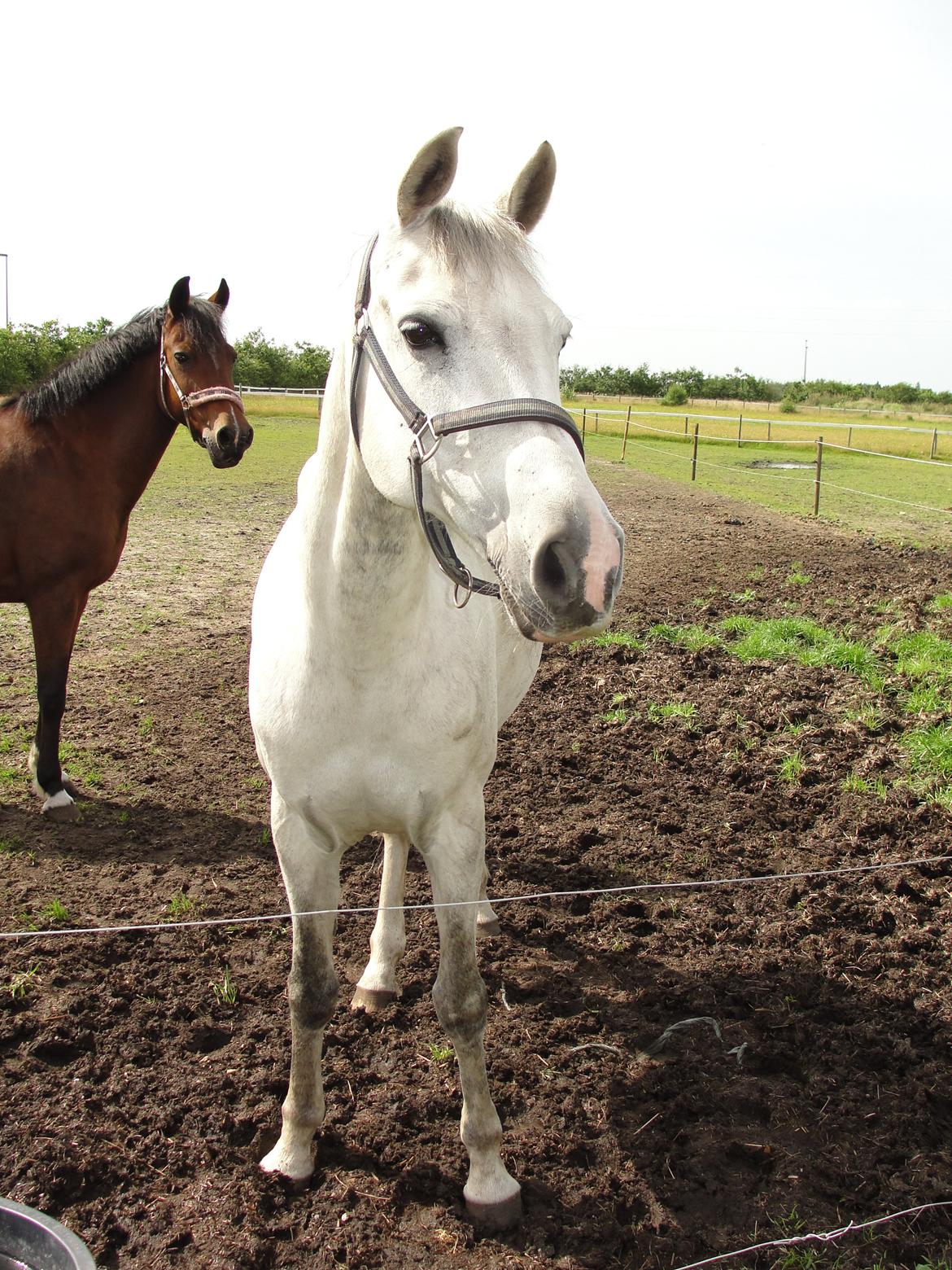 Hollandsk Sportspony V.P. Hestia billede 17