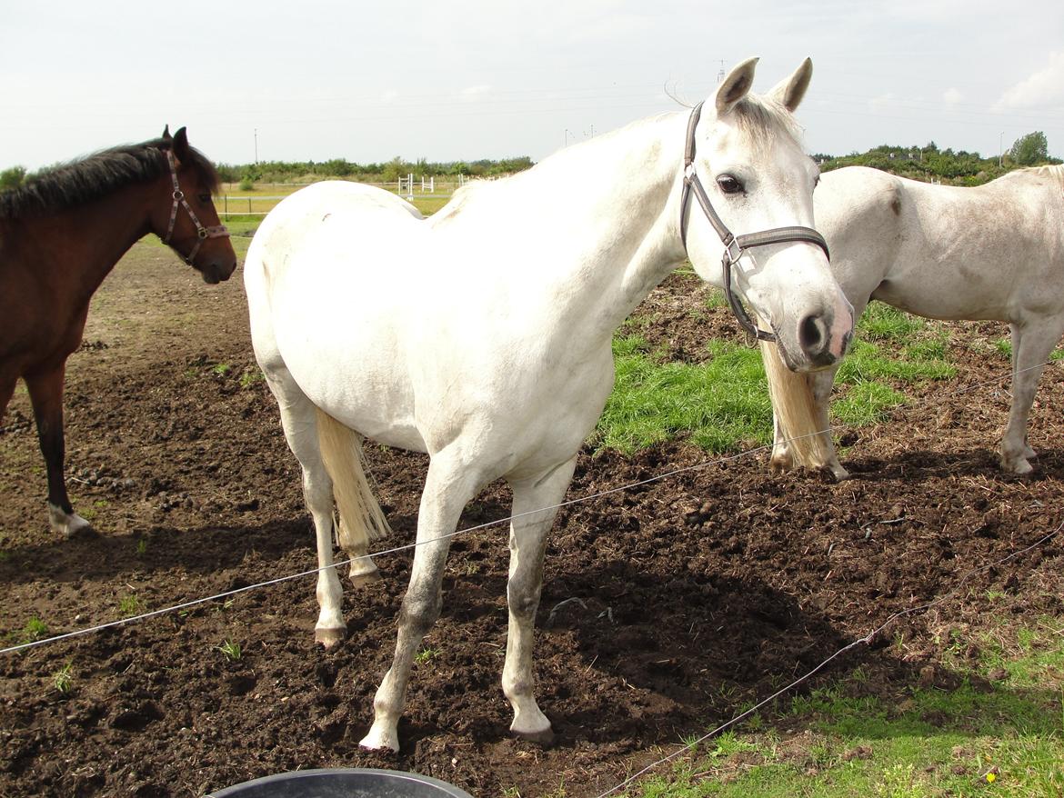 Hollandsk Sportspony V.P. Hestia billede 4