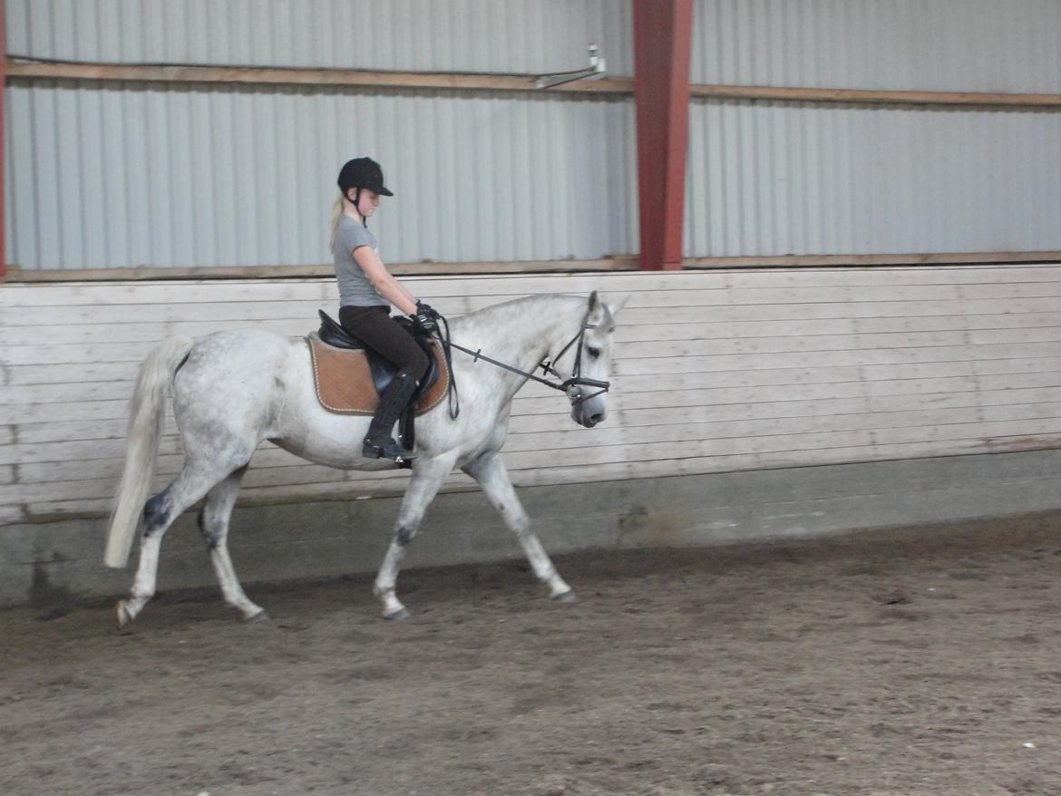 Hollandsk Sportspony V.P. Hestia - Første gang jeg red på hende uden uden underviser! :)  billede 5