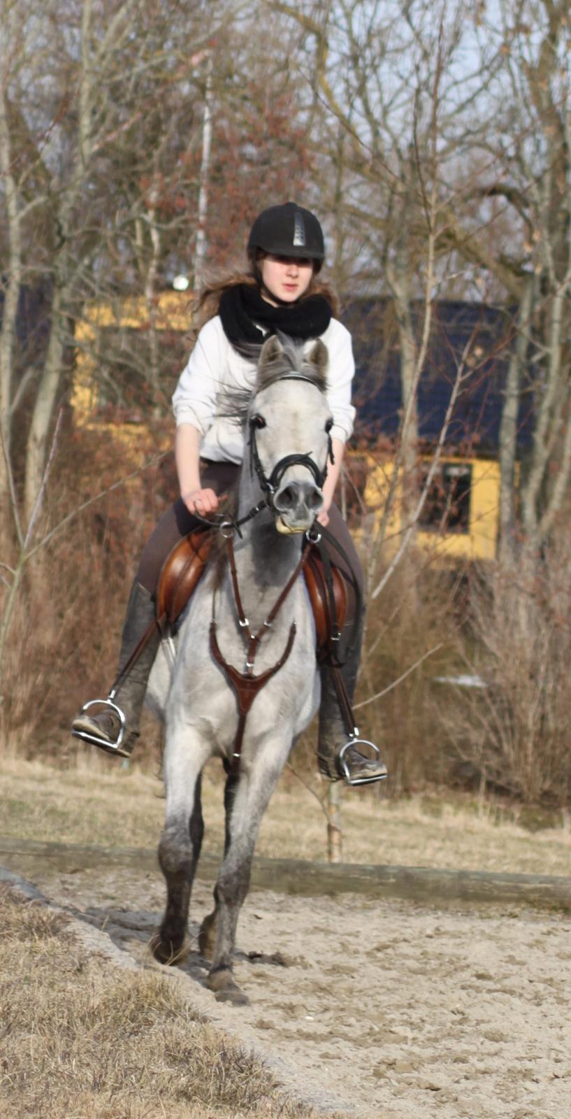 Arabisk fuldblod (OX) Diemma "AMY" R.I.P -Forever in my heart- billede 19