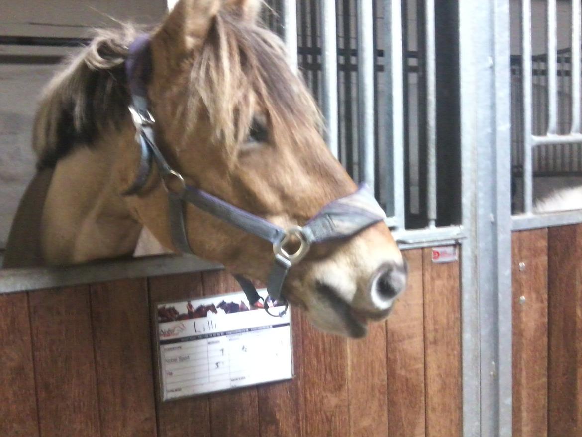 Anden særlig race Lilli  - Ja nu er du da blevet en rigtig foto hest ! <3 billede 9