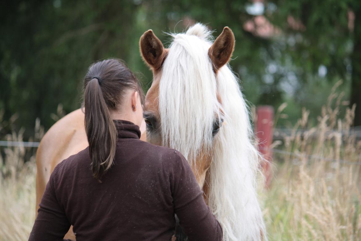 Haflinger Morgan billede 4