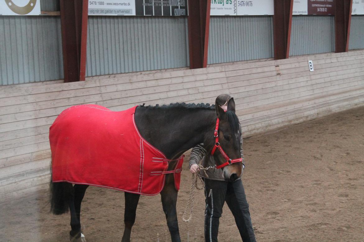Anden særlig race Henriksøgaards Finaly May billede 8