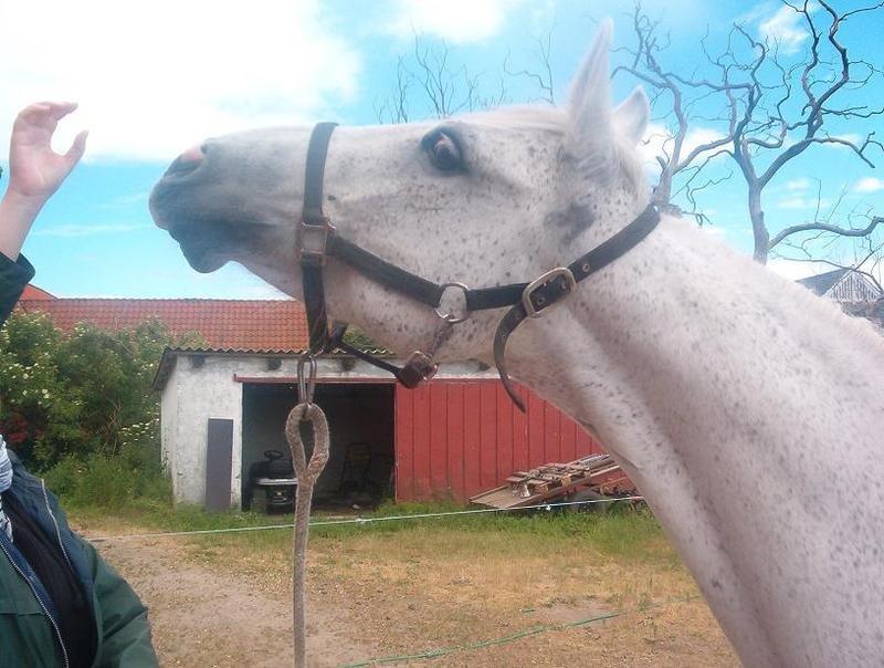 Anglo Araber (AA) Matti billede 2