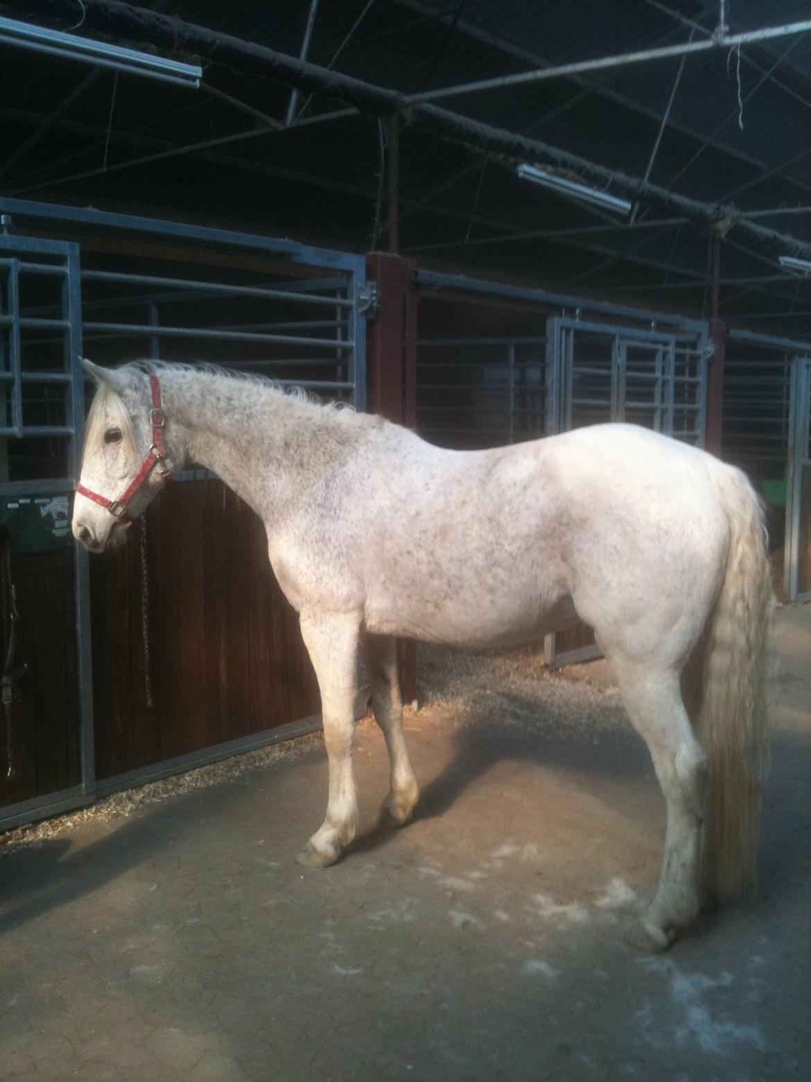 Anglo Araber (AA) Matti billede 3