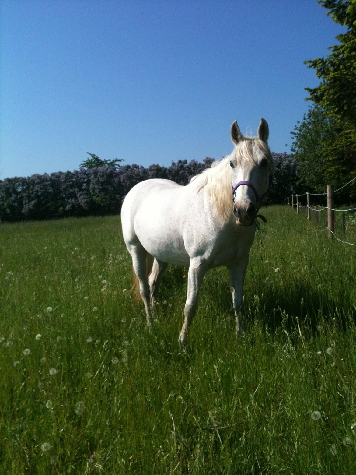 Anglo Araber (AA) Matti billede 5