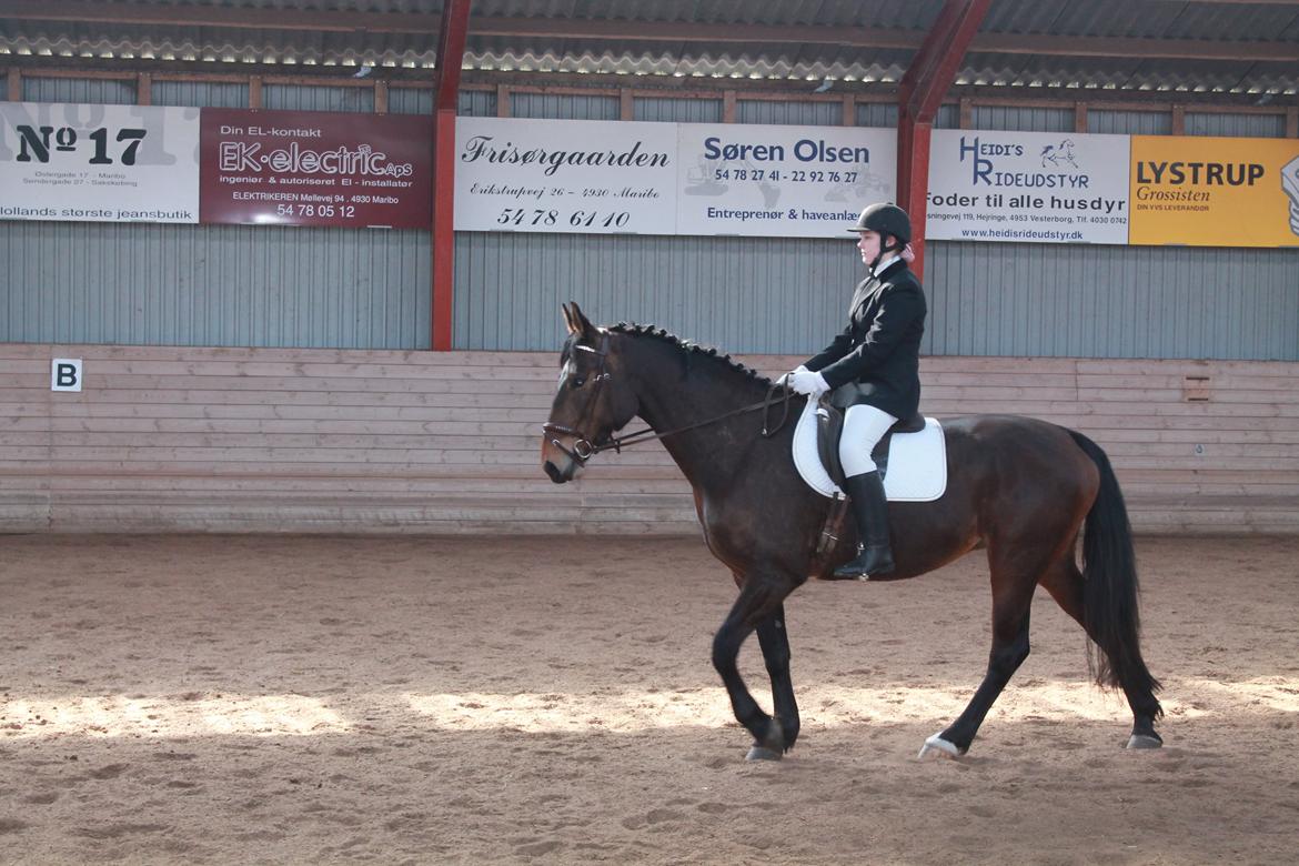 Anden særlig race Henriksøgaards Finaly May billede 11