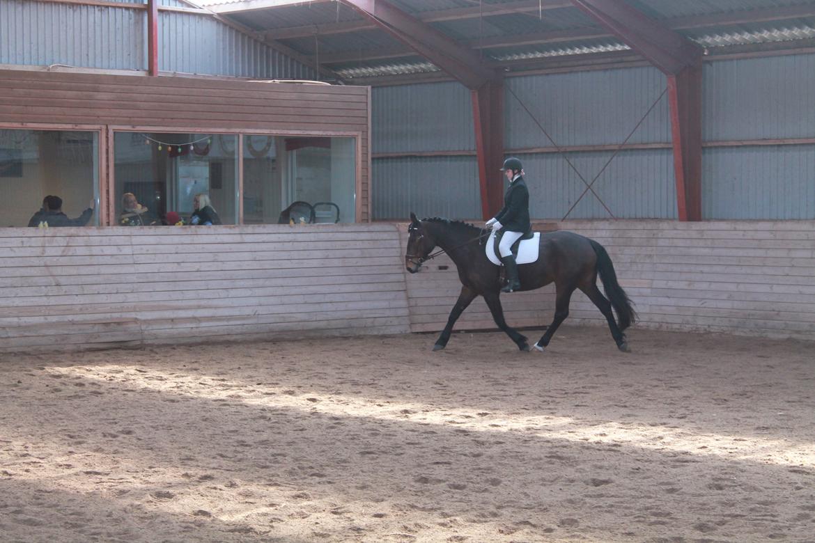Anden særlig race Henriksøgaards Finaly May billede 12