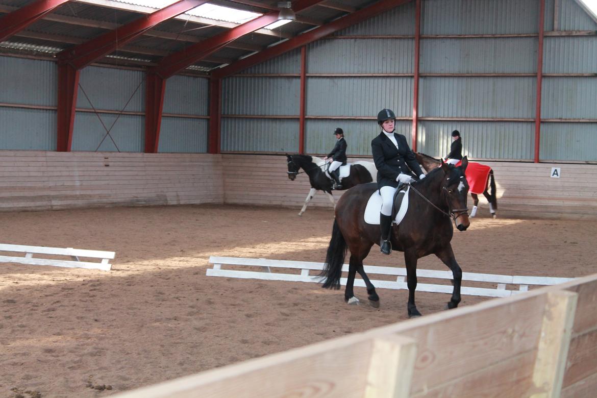 Anden særlig race Henriksøgaards Finaly May billede 13