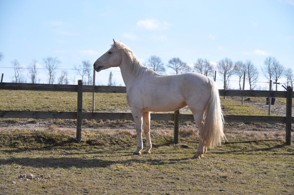 Palomino Bailey - Livet handler ikke om at finde en man kan leve med, men at finde en man ikke kan leve uden. <3 ;-*

-Bailey på folden ;-) billede 10