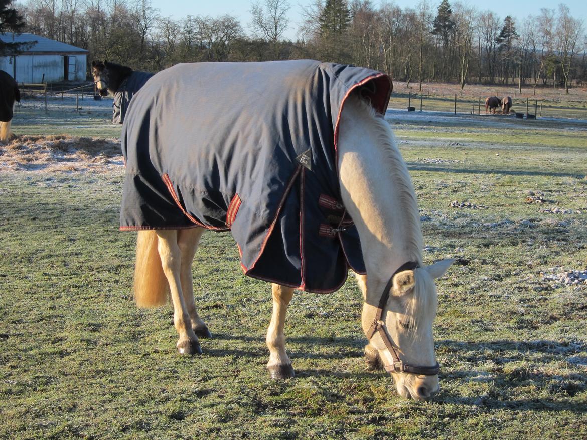 Palomino Bailey - Dejlige pony! billede 9