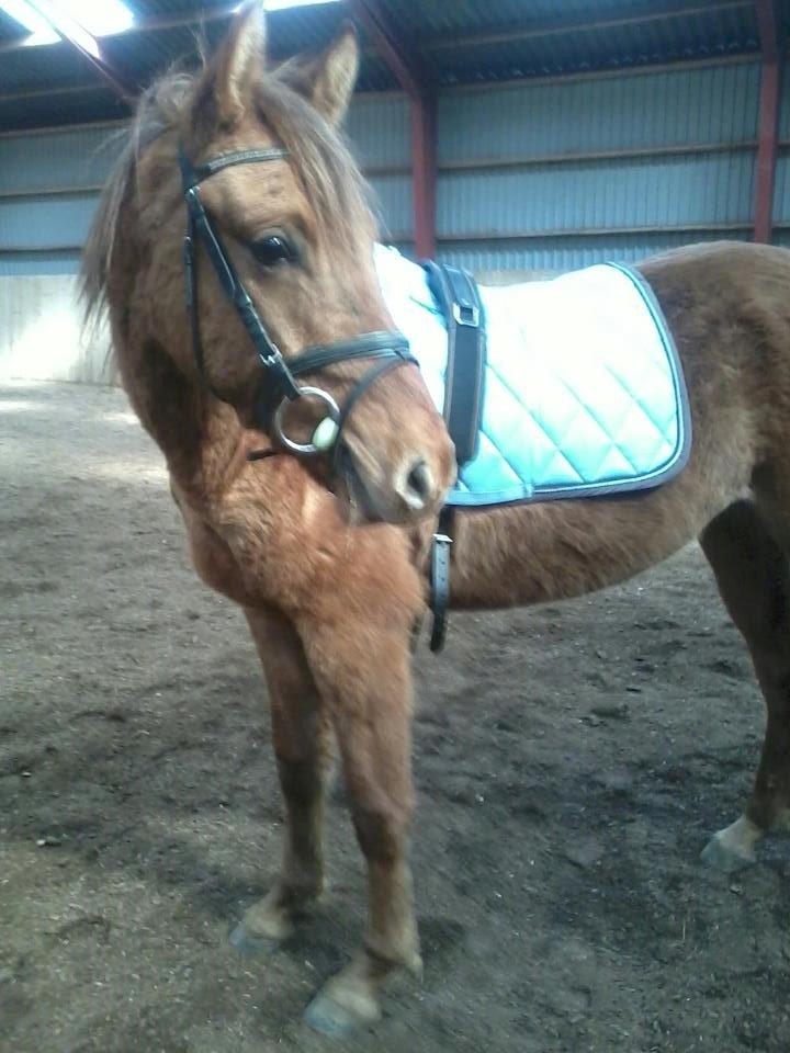 DSP Baily - Baily for allerførste gang med ridegjord billede 5